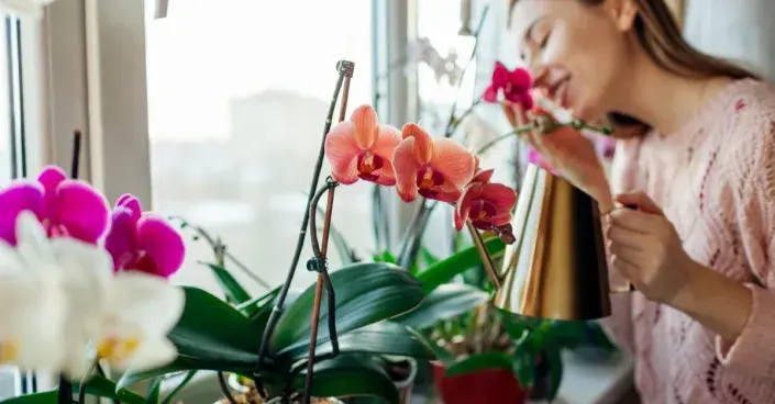 Žena u okenního parapetu s orchidejemi Žena u okenního parapetu s orchidejemi