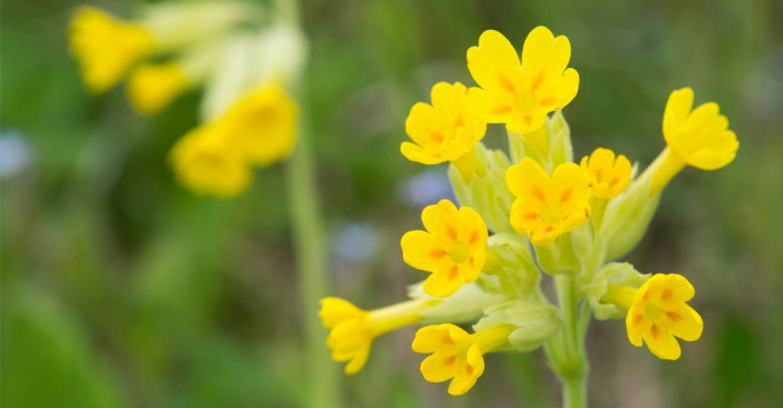 Prvosenka jarní (Primula veris)