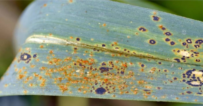 Rez cibulová (Puccinia allii)