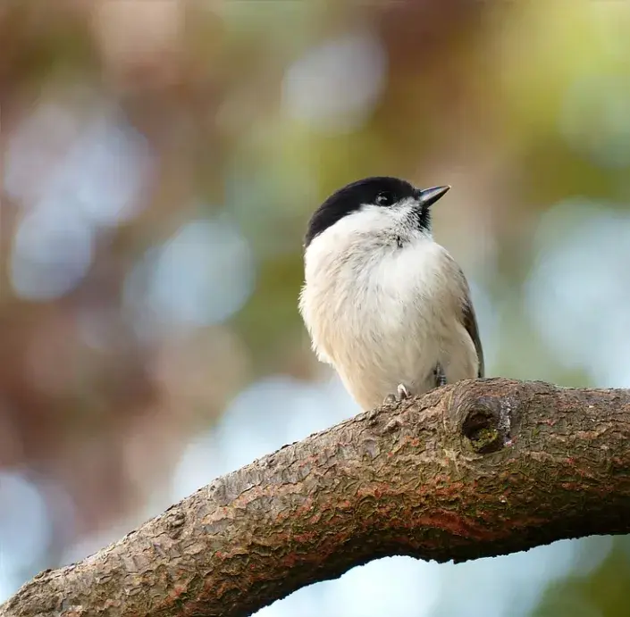 Sýkora babka Sýkora babka