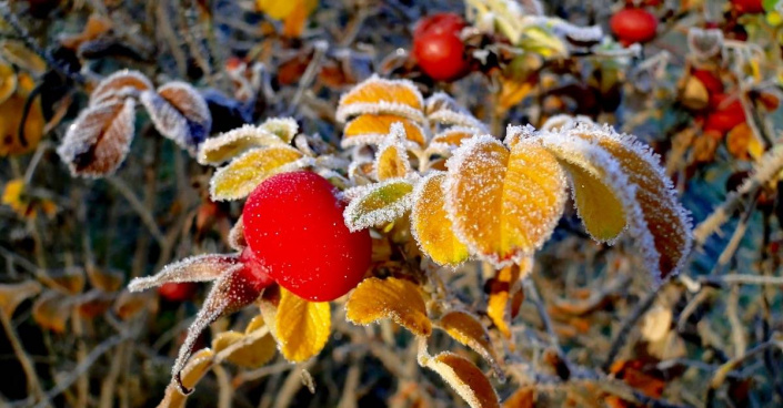 Růže svraskalá (Rosa rugosa)