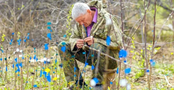 Roubování stromků Roubování stromků