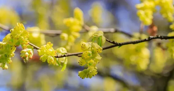 Lískovníček klasnatý (Corylopsis spicata)
