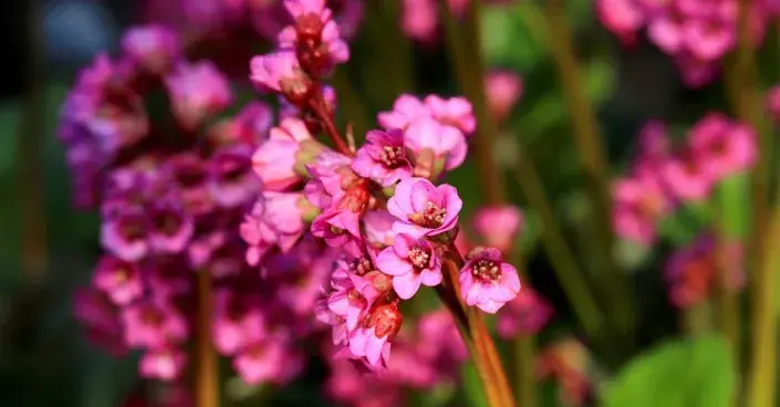 Bergénie ’Eroica’ Bergénie ’Eroica’