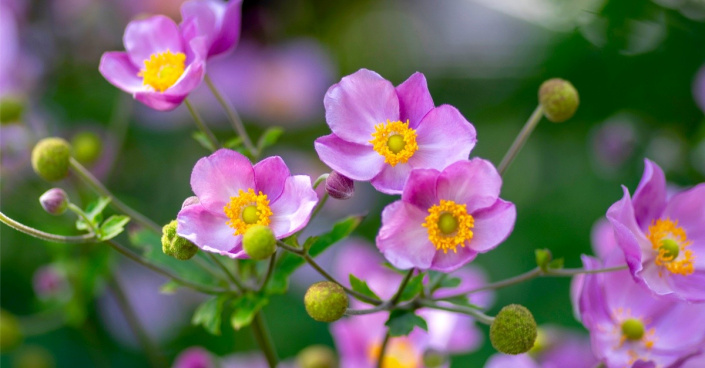 Japonská sasanka (Anemone japonica)