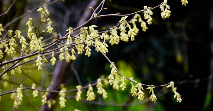 Lískovníček Willmottové (Corylopsis willmottiae)