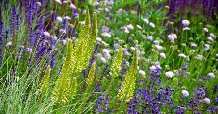 Modrožlutý trvalkový záhon Modrožlutý trvalkový záhon