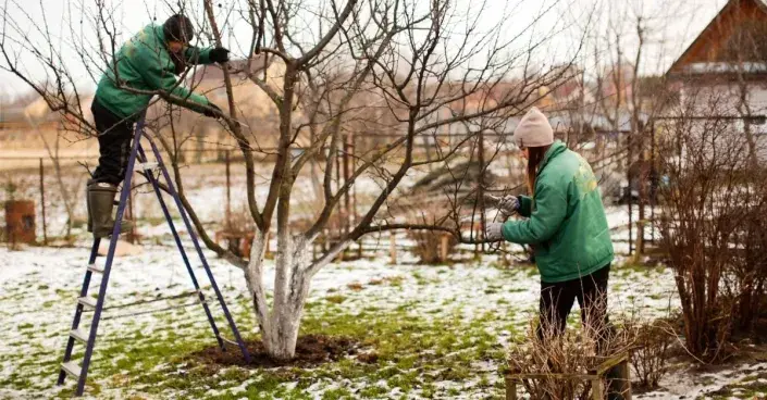 Zimní řez jabloně Zimní řez jabloně
