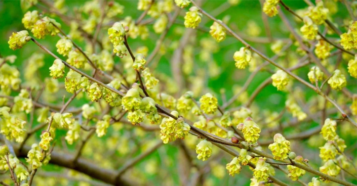 Lískovníček chudokvětý (Corylopsis pauciflora)