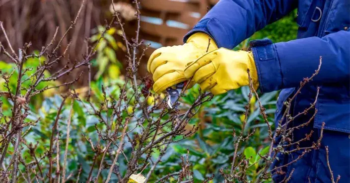 Řez keřového rybízu