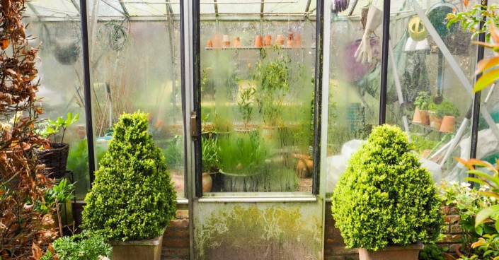 Přezimování rostlin ve skleníku