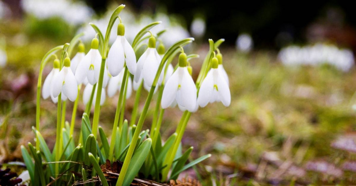 Sněženka podsněžník (Galanthus nivalis)