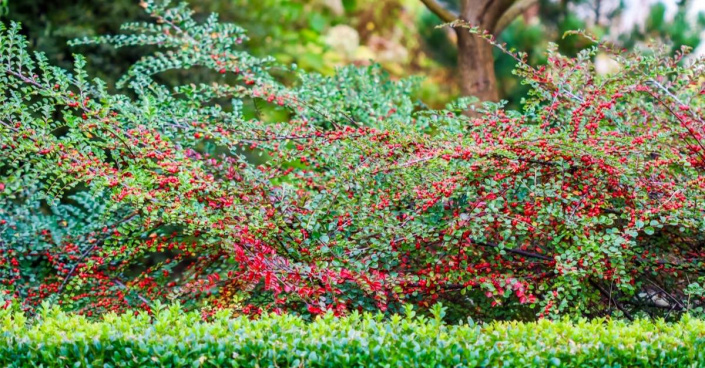 Skalník plazivý (Cotoneaster horizontalis) někdy označovaný jako vodorovný nebo rozprostřený