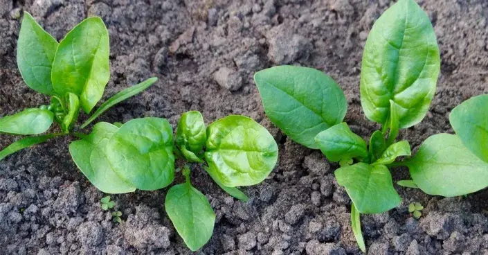 Sazenice špenátu Sazenice špenátu