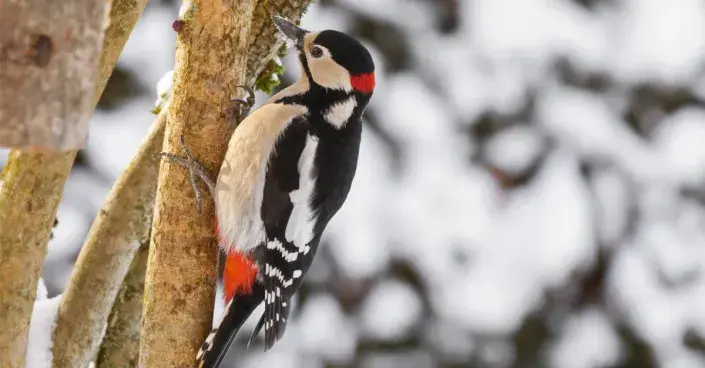 Strakapoud na kmeni stromu Strakapoud na kmeni stromu