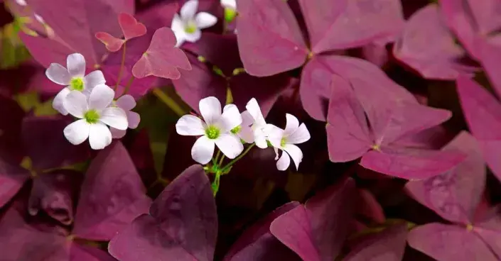 Šťavel čtyřhranný (Oxalis triangularis) Šťavel čtyřhranný (Oxalis triangularis)