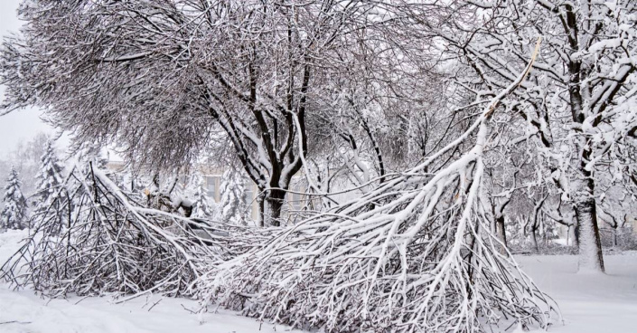 Těžkým sněhem odlomené větve stromů