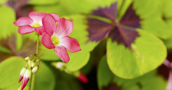 Šťavel čtyřlistý (Oxalis tetraphylla)