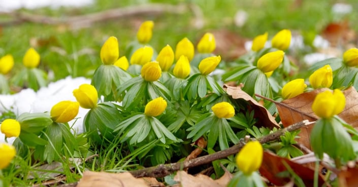 Talovín zimní (Eranthis hyemalis)