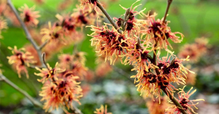 Vilín prostřední (Hamamelis x intermedia) 'Robert'