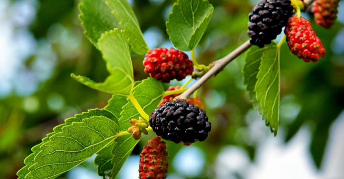 Plody morušovníku černého (Morus nigra)