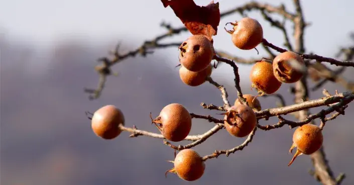 Plody mišpule Plody mišpule