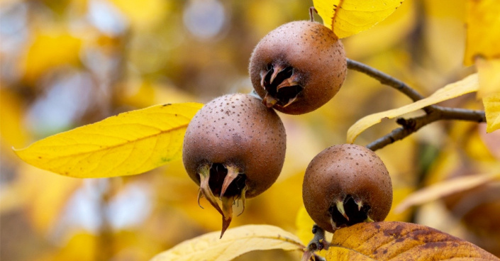 Plody mišpule obecné (Mespilus germanica)