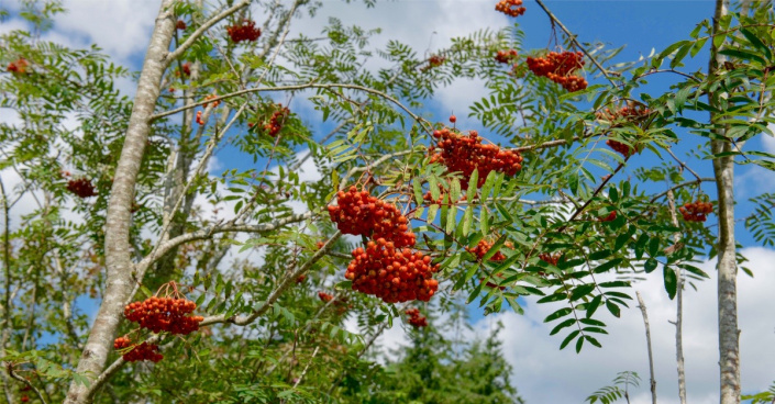 Sladkoplodý jeřáb ptačí 'Edulis'