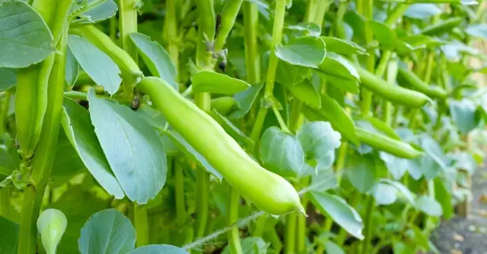 Lusky bobu zahradního Lusky bobu zahradního