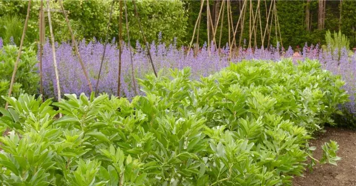 Bob obecný v zeleninové zahradě Bob obecný v zeleninové zahradě