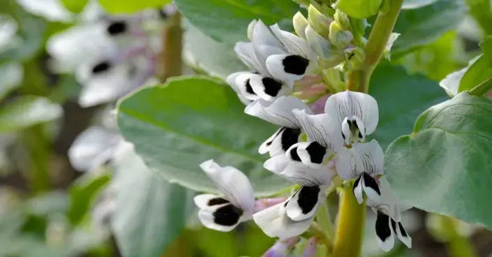 Bob zahradní, odrůda ’Witkiem’ Bob zahradní, odrůda ’Witkiem’