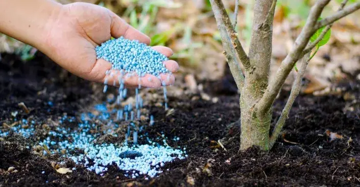 Hnojení průmyslovým hnojivem Hnojení průmyslovým hnojivem