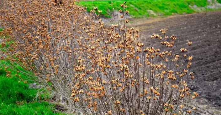 Keře ibišku syrského (Hibiscus syriacus) v zimě