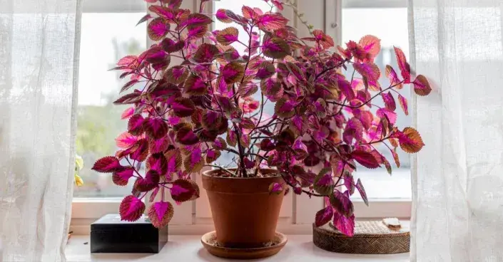 Kopřivěnka (Coleus) v květináči na parapetu okna Kopřivěnka (Coleus) v květináči na parapetu okna