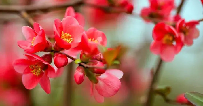 Kdoulovec japonský (Chaenomales japonica) Kdoulovec japonský (Chaenomales japonica)