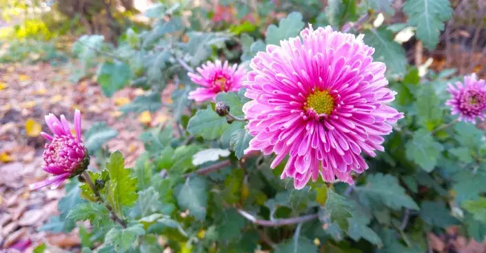 Růžový květ listopadky Růžový květ listopadky