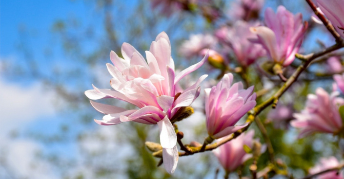 Magnólie ’Chrysanthemiflora’