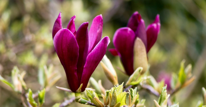 Šácholan liliokvětý (Magnolia liliiflora), odrůda ‘Nigra’