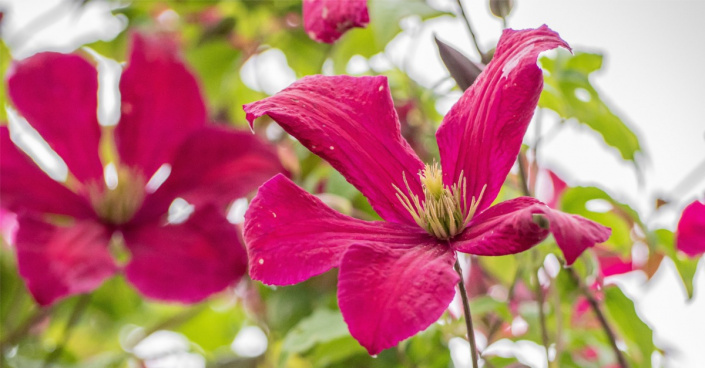 Plamének vlašský (Clematis viticella)