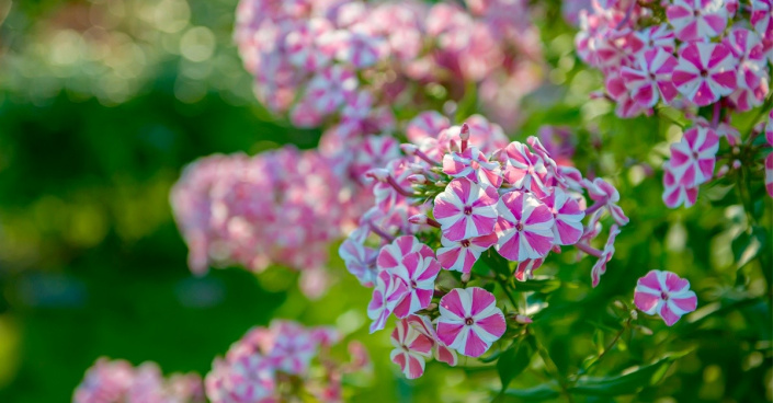 Plamenka latnatá (Phlox paniculata)