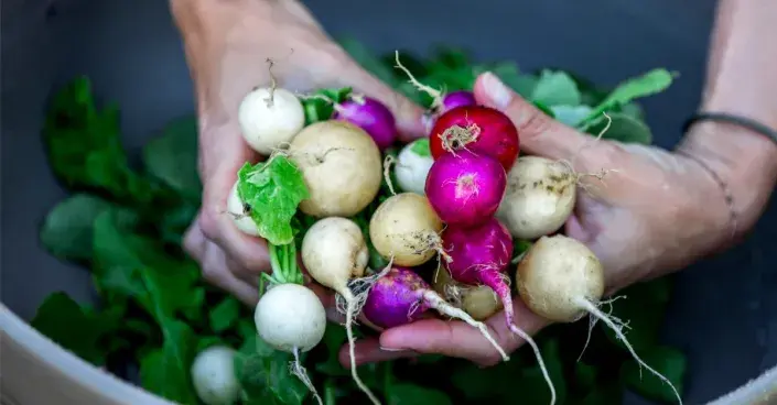 Bulvičky ředkviček různých barev Bulvičky ředkviček různých barev