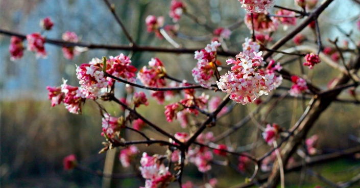 Růžové květy kaliny bodnantské (Viburnum x bodnantense)