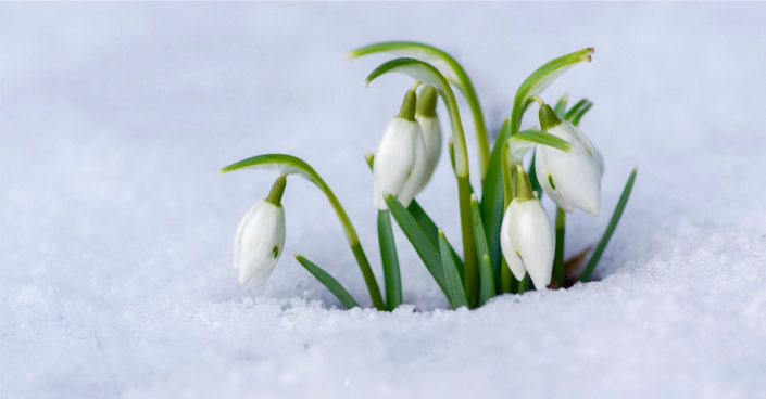 Sněženka podsněžník (Galanthus nivalis)