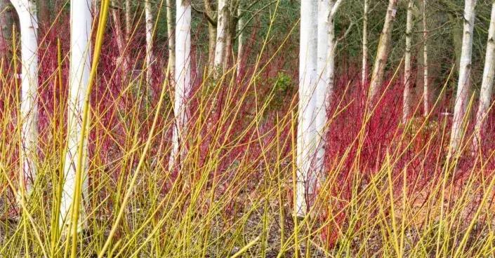 Žluté a červené výhony svíd Žluté a červené výhony svíd