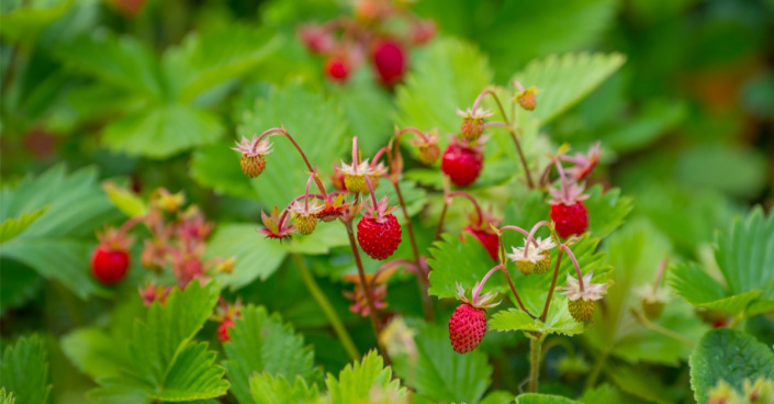 Jahodník lesní nebo také obecný (Fragaria vesca)