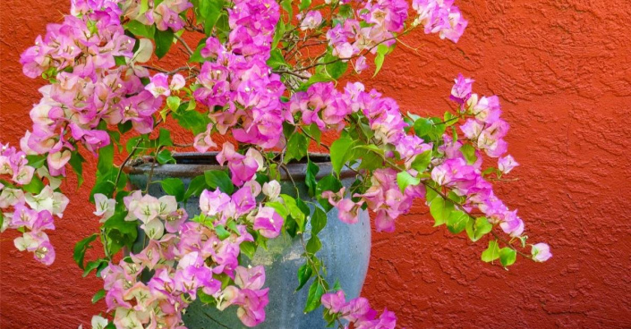 Rozkvetlá bugenvilea (Bougainvillea)