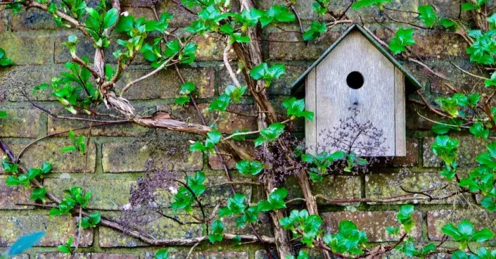 Hortenzie řapíkatá (Hydrangea petiolaris) Hortenzie řapíkatá (Hydrangea petiolaris)