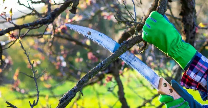 Odřezání suché větve pilou