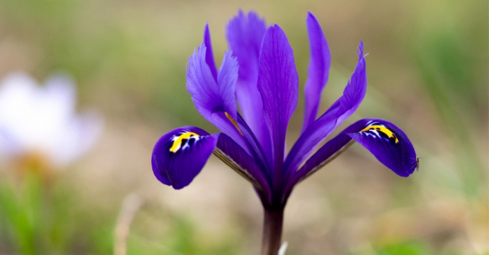 Kosateček síťkovaný (Iris reticulata)