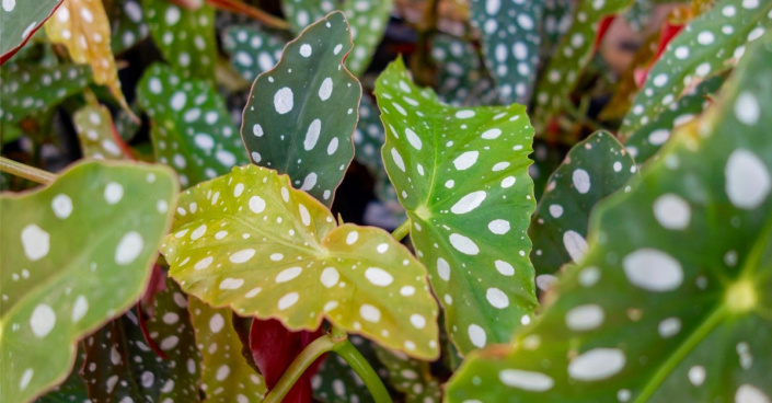 Begónie tečkovaná (Begonia maculata)